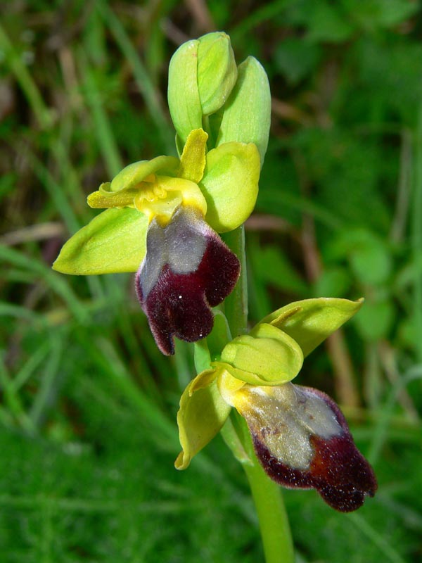 Primavera e orchidee palermitane